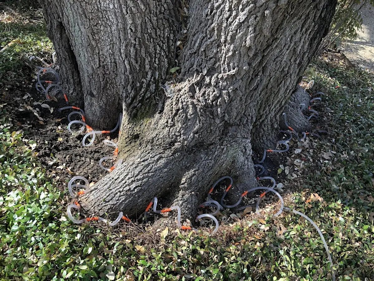 Detailed Tree Cabling and Bracing job site in Snyder