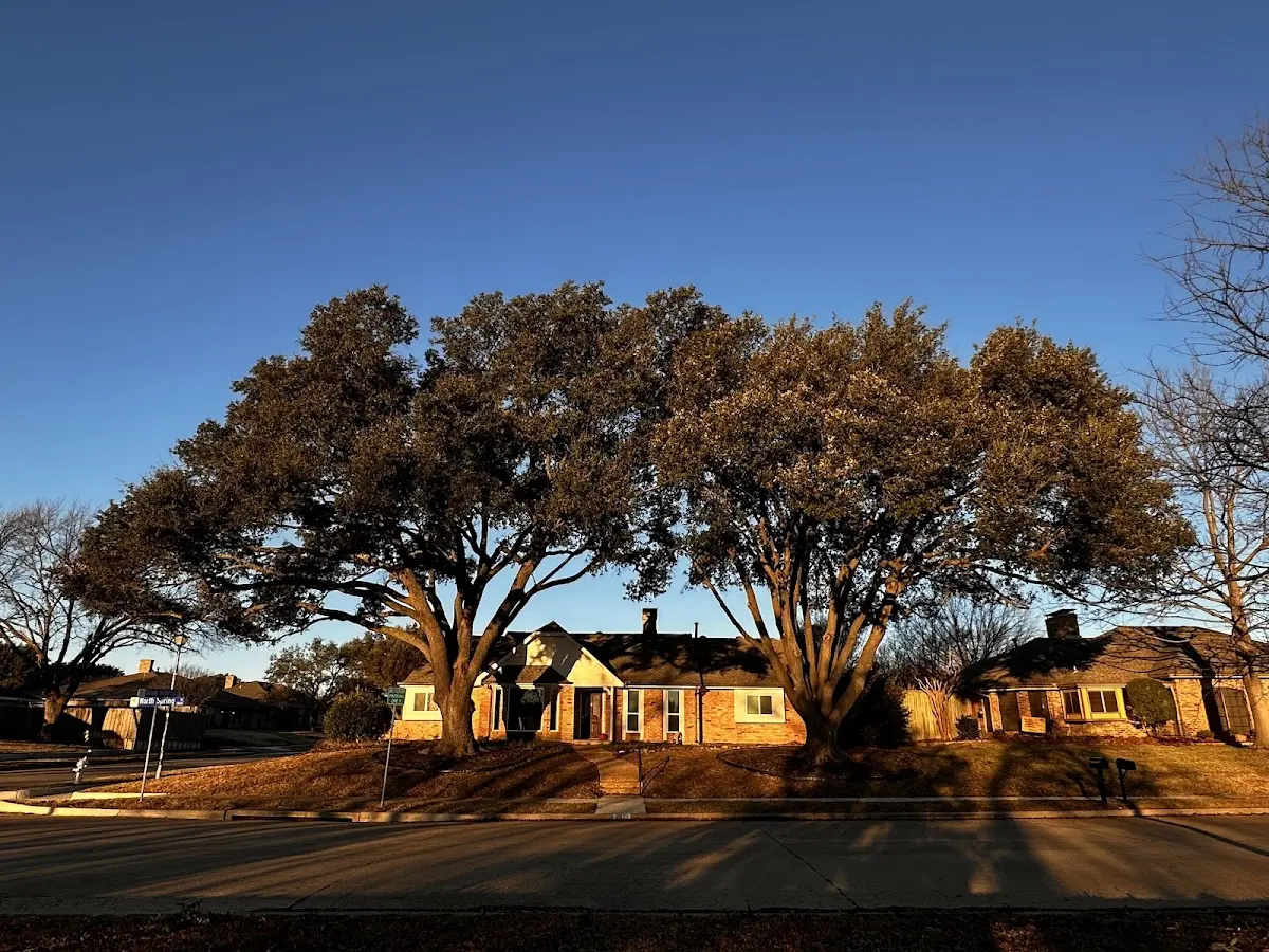 Established residential canopy tree shading a home in Snyder